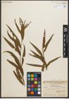 Foto von Salix nigra Marshall